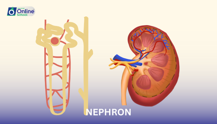 Lesson 10: Nephron: The Excretory Unit